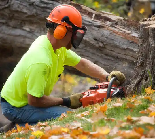 tree services Ham Lake